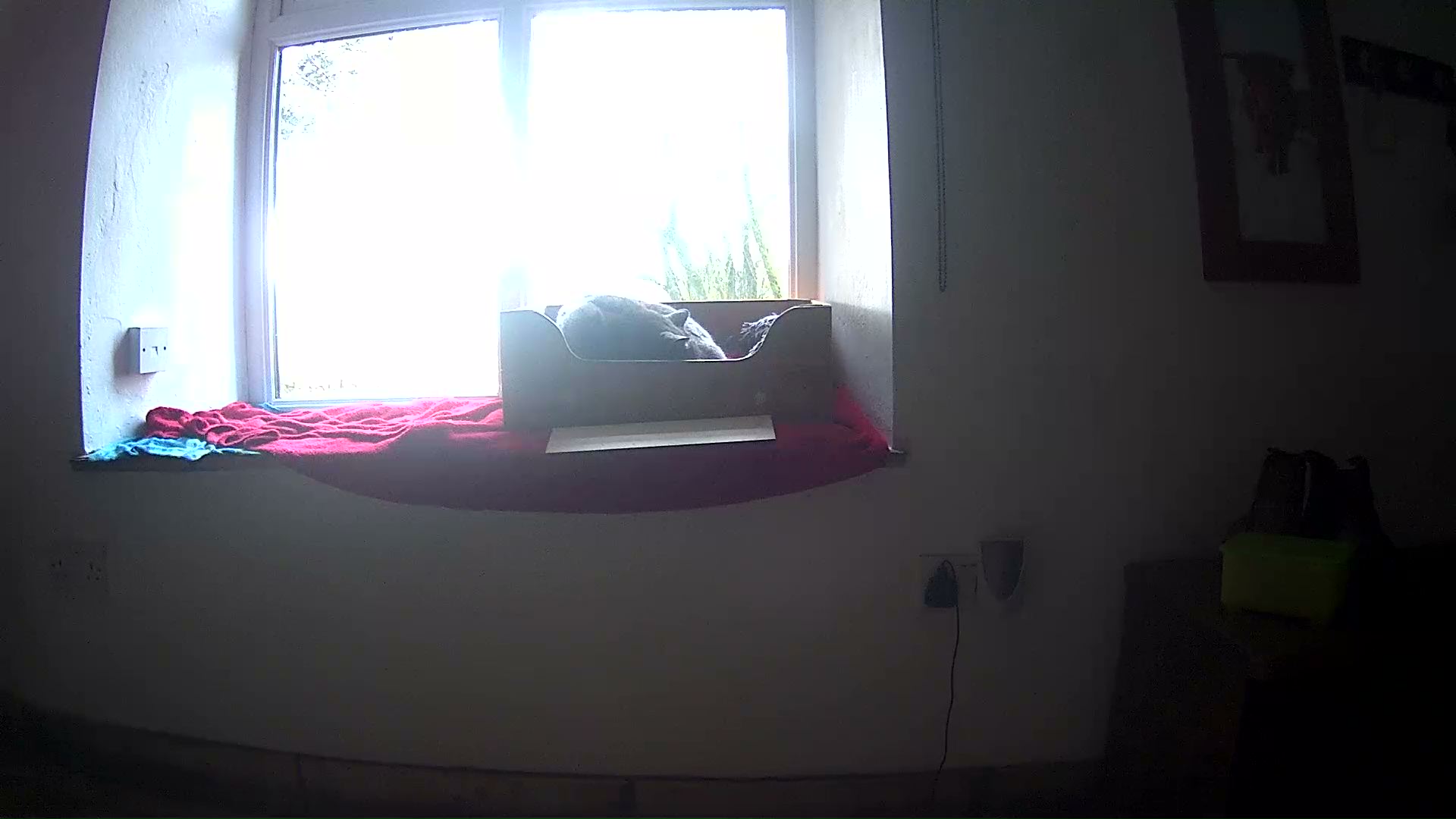 Viking Cat Cam